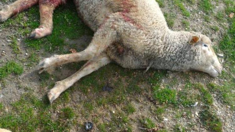 Sokak köpekleri, 2 kişiyi yaraladı, 2 koyunu öldürdü