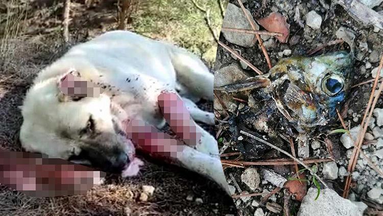 Sakarya’da üzücü olay Zehirli balık kafalarından yiyen 8 çoban köpeği zehirlenerek öldü