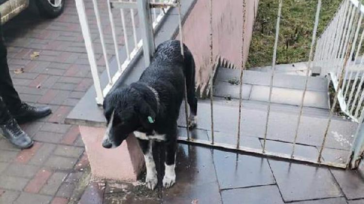 Kapı demirine sıkışan köpeği ekipler kurtardı