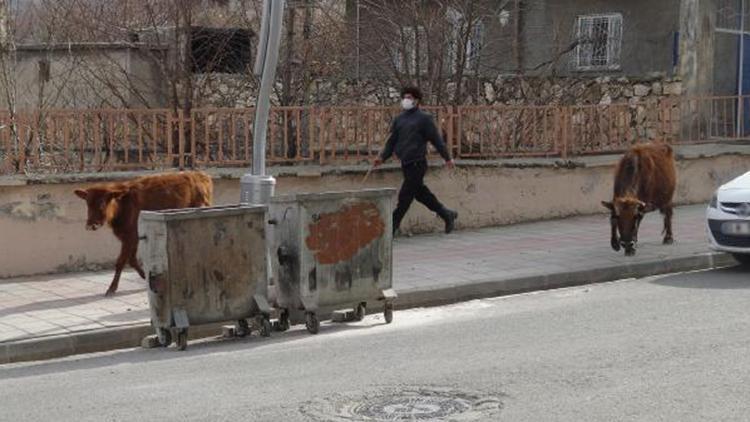 Başıboş inek ve yavrusuna ahırında baktı, 12 kilometre yol gidip Saadet nineye ulaştırdı