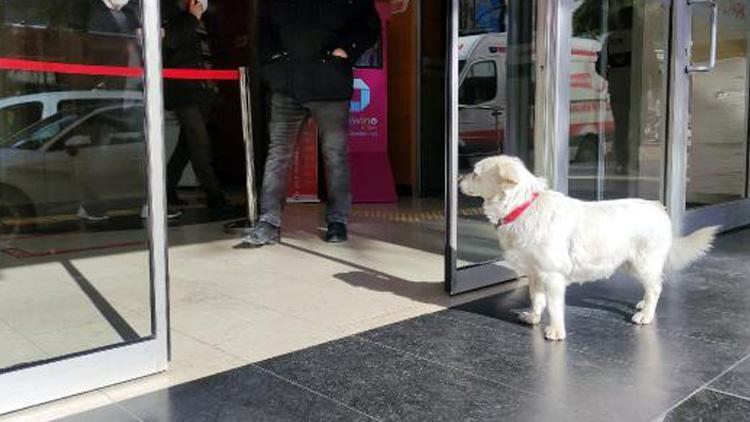 Trabzondaki Boncuk köpek Japonyanın gündeminde