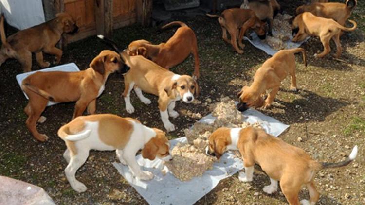 Orman köpeklerine ayda 90 ton yemek