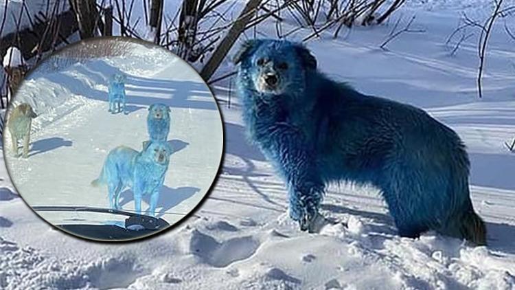 Rusyada inanılmaz olay Köpeklerin rengi maviye dönüştü