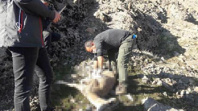 Tuncelide, koruma altındaki 7 yaban keçisi ölü bulundu