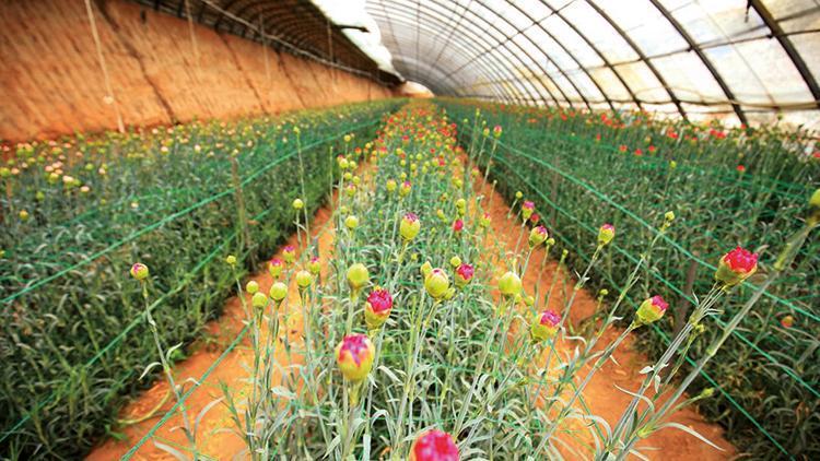 Çiçek üretiminde zirve karanfilin