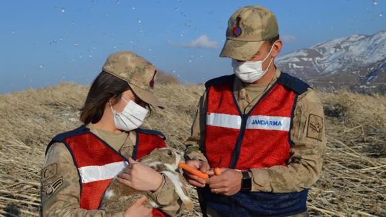 Hazar Gölü adacığındaki tavşanları jandarma besliyor