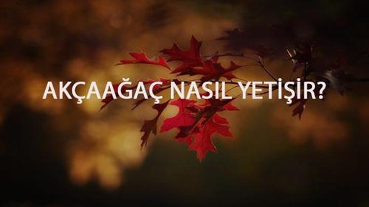 Akçaağaç Nasıl Yetişir? Akçaağaç Türkiye'de En Çok Ve En İyi Nerede Yetişir Ve Nasıl Yetiştirilir?