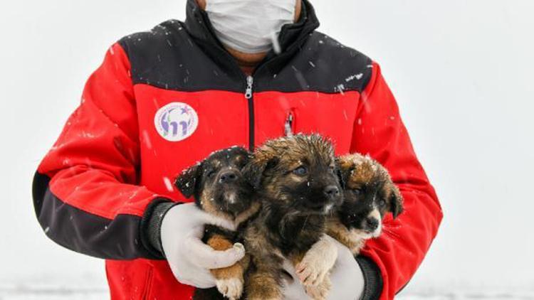 11 yavru köpek donmaktan kurtarıldı