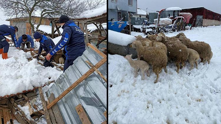 Kar nedeniyle damı çöken ahırda göçük altında kalan koyunları zabıta kurtardı
