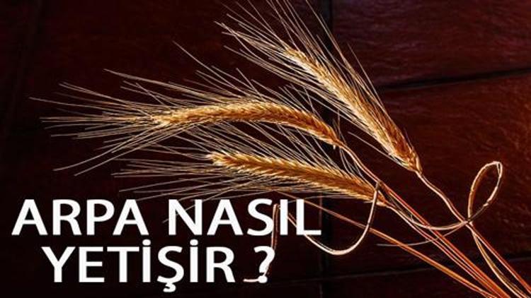 Arpa Nasıl Yetişir? Arpa Türkiye'de En Çok Ve En İyi Nerede Yetişir Ve Nasıl Yetiştirilir?