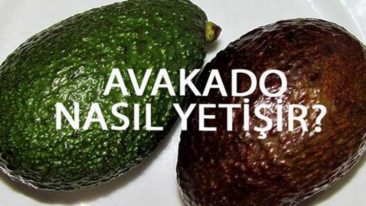 Avakado Nasıl Yetişir? Avakado Türkiye'de En Çok Ve En İyi Nerede Yetişir Ve Nasıl Yetiştirilir?