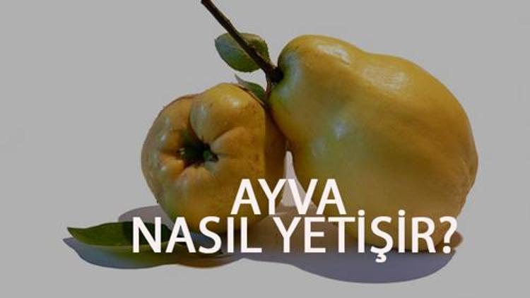 Ayva Nasıl Yetişir? Ayva Türkiye'de En Çok Ve En İyi Nerede Yetişir Ve Nasıl Yetiştirilir?