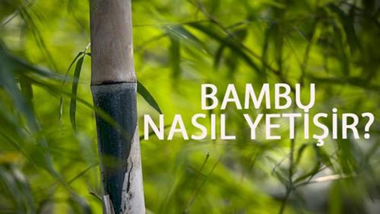 Bambu Nasıl Yetişir? Bambu Türkiye'de En Çok Ve En İyi Nerede Yetişir Ve Nasıl Yetiştirilir?