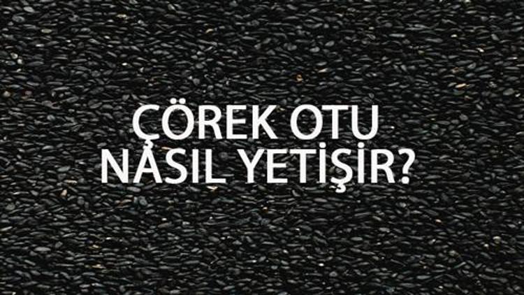 Çörek Otu Nasıl Yetişir Çörek Otu Türkiyede En Çok Ve En İyi Nerede Yetişir Ve Nasıl Yetiştirilir