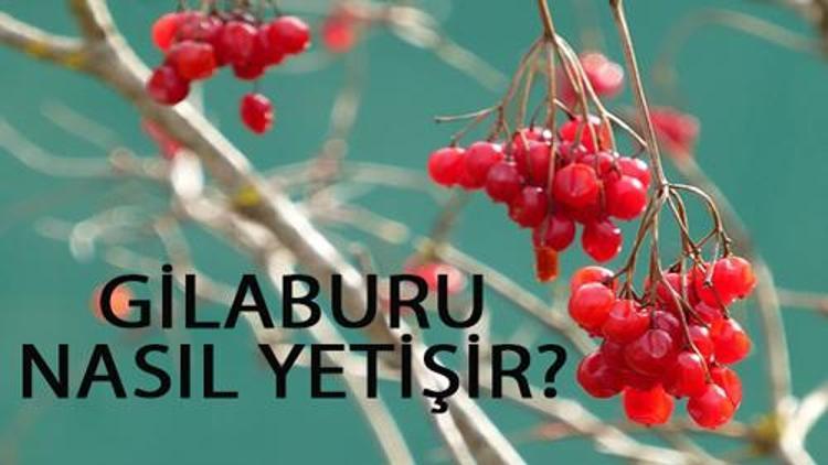 Gilaburu Nasıl Yetişir? Gilaburu Türkiye'de En Çok Ve En İyi Nerede Yetişir Ve Nasıl Yetiştirilir?
