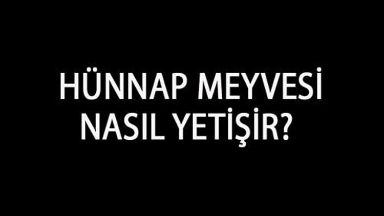 Hünnap Meyvesi Nasıl Yetişir? Hünnap Meyvesi Türkiye'de En Çok Ve En İyi Nerede Yetişir Ve Nasıl Yetiştirilir?