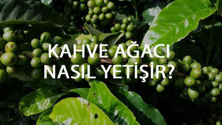 Kahve Ağacı Nasıl Yetişir? Kahve Ağacı Türkiye'de En Çok Ve En İyi Nerede Yetişir Ve Nasıl Yetiştirilir?   