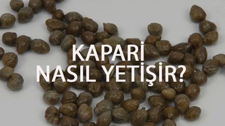 Kapari Nasıl Yetişir? Kapari Türkiye'de En Çok Ve En İyi Nerede Yetişir Ve Nasıl Yetiştirilir?