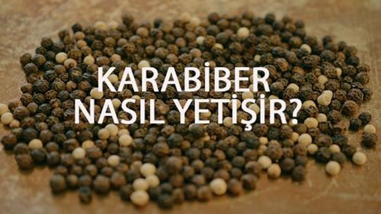 Karabiber Nasıl Yetişir? Karabiber Türkiye'de En Çok Ve En İyi Nerede Yetişir Ve Nasıl Yetiştirilir?
