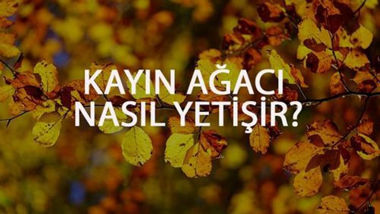 Kayın Ağacı Nasıl Yetişir? Kayın Ağacı Türkiye'de En Çok Ve En İyi Nerede Yetişir Ve Nasıl Yetiştirilir?