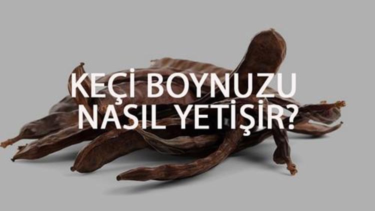 Keçi Boynuzu Nasıl Yetişir Keçi Boynuzu Türkiyede En Çok Ve En İyi Nerede Yetişir Ve Nasıl Yetiştirilir