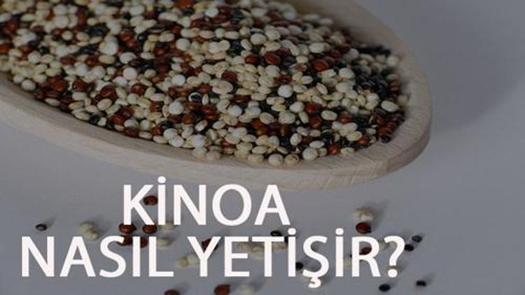 Kinoa Nasıl Yetişir? Kinoa Türkiye'de En Çok Ve En İyi Nerede Yetişir Ve Nasıl Yetiştirilir?