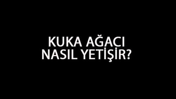 Kuka Ağacı Nasıl Yetişir? Kuka Ağacı Türkiye'de En Çok Ve En İyi Nerede Yetişir Ve Nasıl Yetiştirilir?   