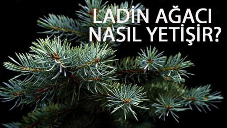 Ladin Ağacı Nasıl Yetişir? Ladin Ağacı Türkiye'de En Çok Ve En İyi Nerede Yetişir Ve Nasıl Yetiştirilir?   