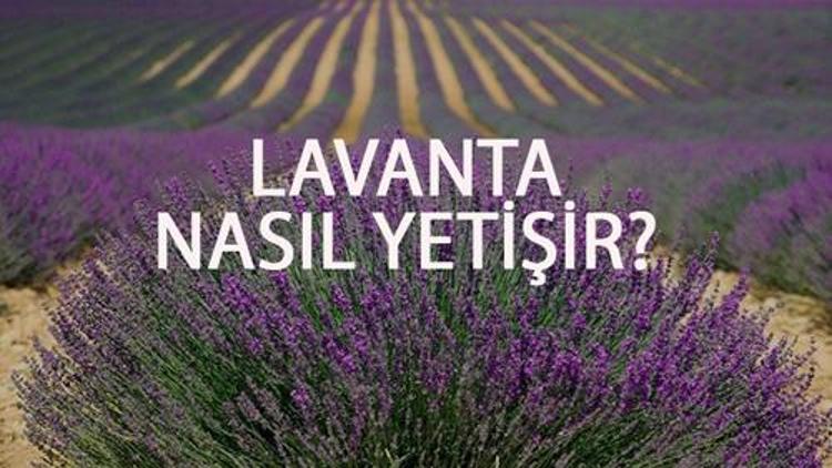 Lavanta Nasıl Yetişir Lavanta Türkiyede En Çok Ve En İyi Nerede Yetişir Ve Nasıl Yetiştirilir