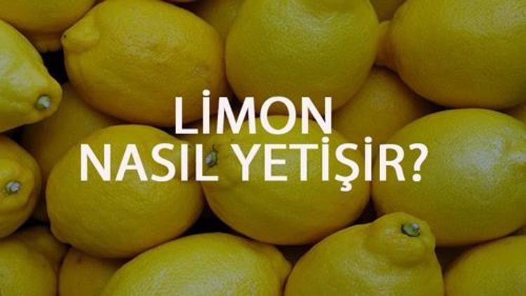 Limon Nasıl Yetişir? Limon Türkiye'de En Çok Ve En İyi Nerede Yetişir Ve Nasıl Yetiştirilir?