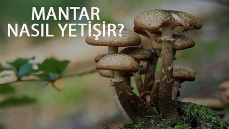 Mantar Nasıl Yetişir? Mantar Türkiye'de En Çok Ve En İyi Nerede Yetişir Ve Nasıl Yetiştirilir?