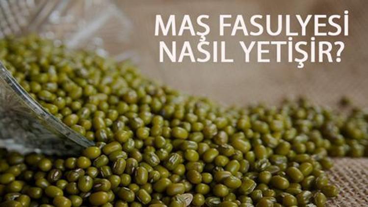 Maş Fasulyesi Nasıl Yetişir Maş Fasulyesi Türkiyede En Çok Ve En İyi Nerede Yetişir Ve Nasıl Yetiştirilir