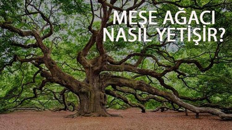 Meşe Ağacı Nasıl Yetişir? Meşe Ağacı Türkiye'de En Çok Ve En İyi Nerede Yetişir Ve Nasıl Yetiştirilir?