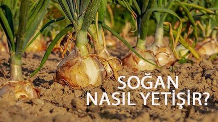 Soğan Nasıl Yetişir? Soğan Türkiye'de En Çok Ve En İyi Nerede Yetişir Ve Nasıl Yetiştirilir?