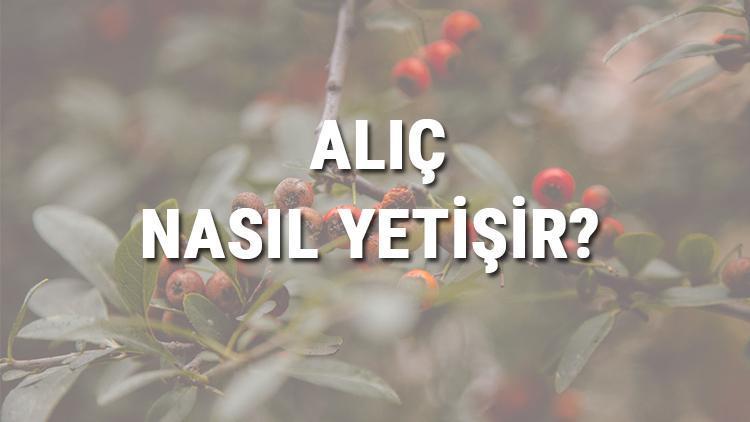 Alıç Nasıl Yetişir Alıç Türkiyede En Çok Ve En İyi Nerede Yetişir Ve Nasıl Yetiştirilir