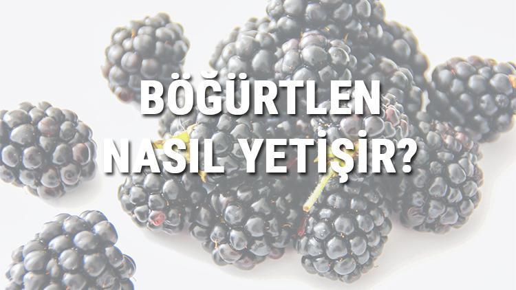 Böğürtlen Nasıl Yetişir? Böğürtlen Türkiye'de En Çok Ve En İyi Nerede Yetişir Ve Nasıl Yetiştirilir?