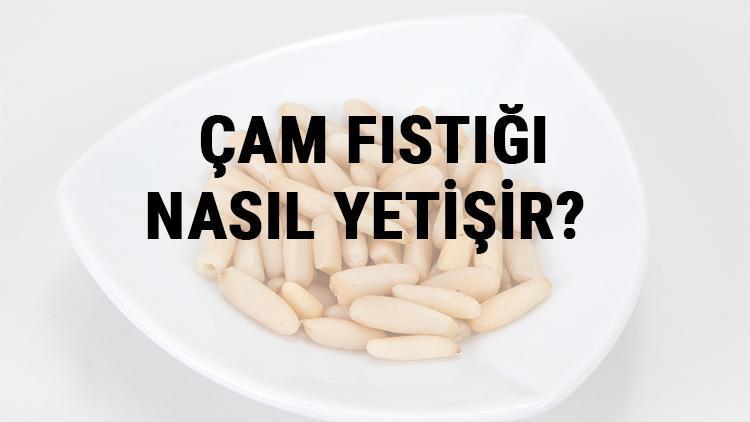 Çam Fıstığı Nasıl Yetişir? Çam Fıstığı Türkiye'de En Çok Ve En İyi Nerede Yetişir Ve Nasıl Yetiştirilir?