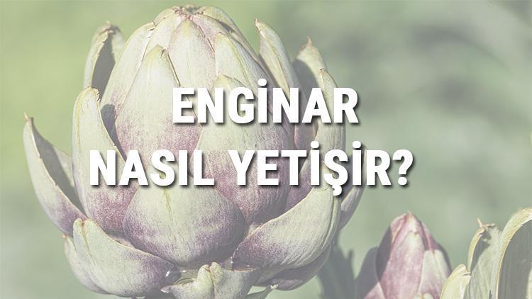 Enginar Nasıl Yetişir? Enginar Türkiye'de En Çok Ve En İyi Nerede Yetişir Ve Nasıl Yetiştirilir?