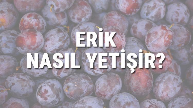 Erik Nasıl Yetişir? Erik Türkiye'de En Çok Ve En İyi Nerede Yetişir Ve Nasıl Yetiştirilir?