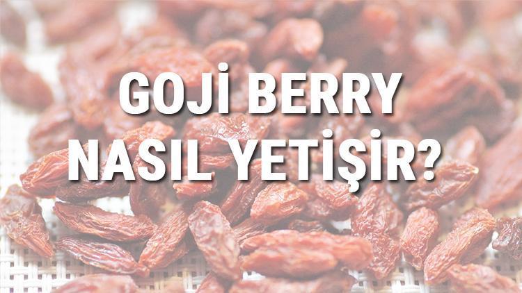 Goji Berry Nasıl Yetişir? Goji Berry Türkiye'de En Çok Ve En İyi Nerede Yetişir Ve Nasıl Yetiştirilir?