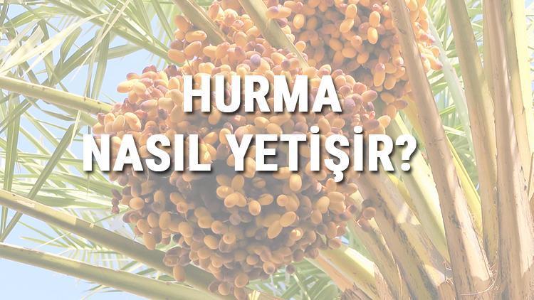 Hurma Nasıl Yetişir Hurma Türkiyede En Çok Ve En İyi Nerede Yetişir Ve Nasıl Yetiştirilir