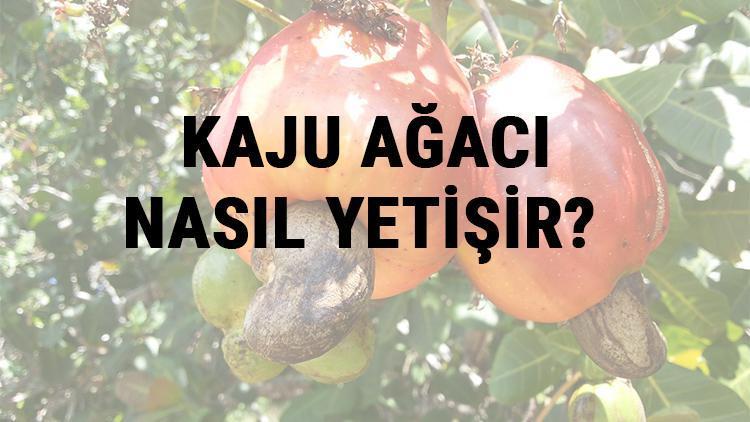 Kaju Ağacı Nasıl Yetişir? Kaju Ağacı Türkiye'de En Çok Ve En İyi Nerede Yetişir Ve Nasıl Yetiştirilir?