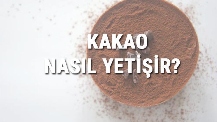 Kakao Nasıl Yetişir? Kakao Türkiye'de En Çok Ve En İyi Nerede Yetişir Ve Nasıl Yetiştirilir?