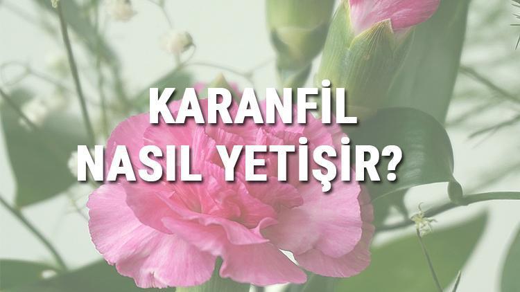 Karanfil Nasıl Yetişir? Karanfil Türkiye'de En Çok Ve En İyi Nerede Yetişir Ve Nasıl Yetiştirilir?