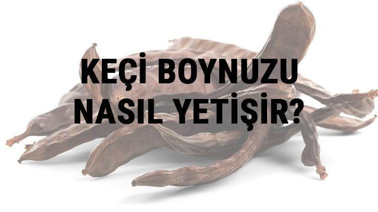 Keçi Boynuzu Nasıl Yetişir? Keçi Boynuzu Türkiye'de En Çok Ve En İyi Nerede Yetişir Ve Nasıl Yetiştirilir?