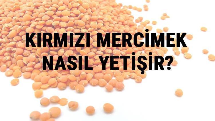 Kırmızı Mercimek Nasıl Yetişir? Kırmızı Mercimek Türkiye'de En Çok Ve En İyi Nerede Yetişir Ve Nasıl Yetiştirilir?