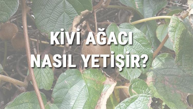 Kivi Ağacı Nasıl Yetişir? Kivi Ağacı Türkiye'de En Çok Ve En İyi Nerede Yetişir Ve Nasıl Yetiştirilir?