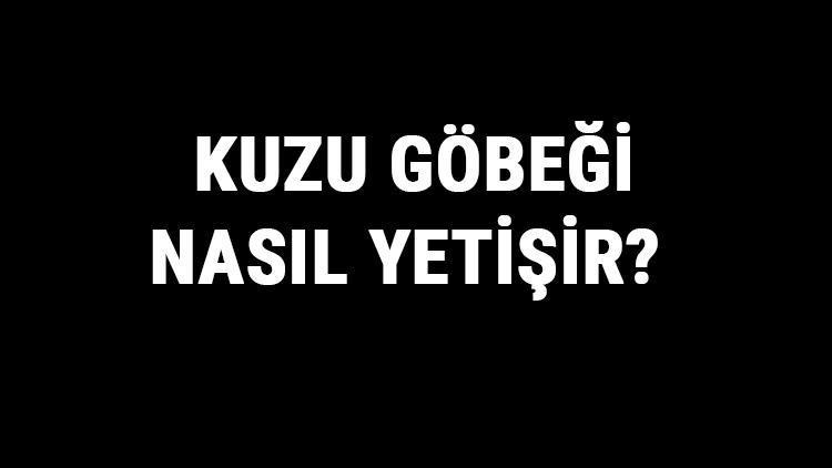 Kuzu Göbeği Nasıl Yetişir? Kuzu Göbeği Türkiye'de En Çok Ve En İyi Nerede Yetişir Ve Nasıl Yetiştirilir?