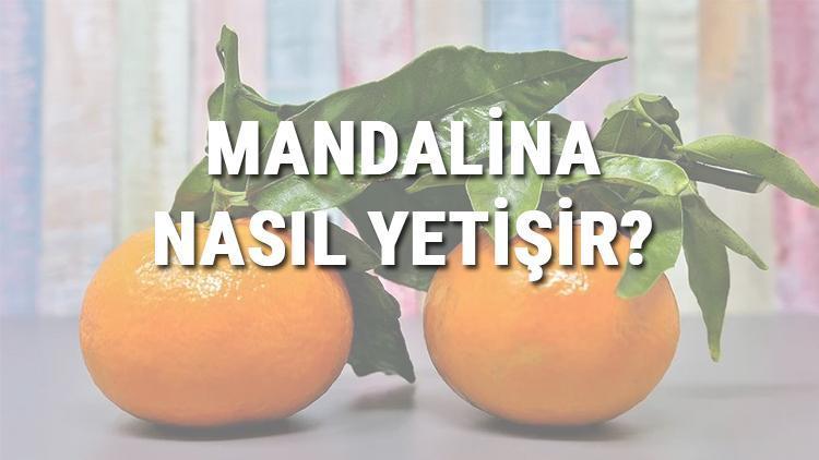 Mandalina Nasıl Yetişir Mandalina Türkiyede En Çok Ve En İyi Nerede Yetişir Ve Nasıl Yetiştirilir