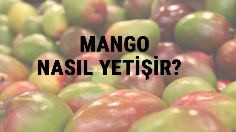 Mango Nasıl Yetişir? Mango Türkiye'de En Çok Ve En İyi Nerede Yetişir Ve Nasıl Yetiştirilir?